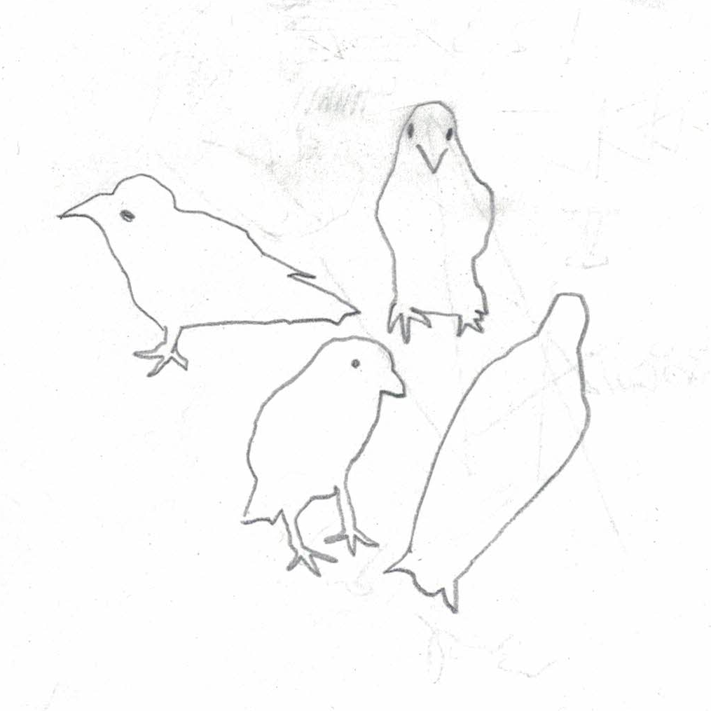 Study of Birds